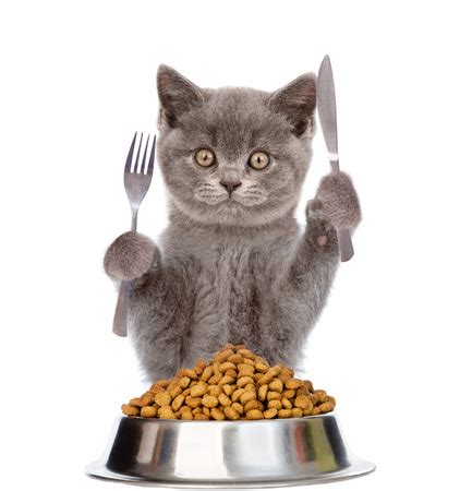 With the exceptions of fruit and vegetables listed below, a little of these does not harm and can address constipation or there is no data for cats, but there are toxicity cases in dogs. Can Cats Eat Deli Meat? (Or will it make them sick ...
