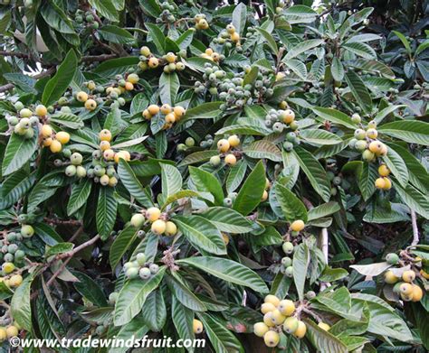 Loquat is an evergreen loquat is specific in its climatic requirements. Loquat - Eriobotrya japonica - Seeds
