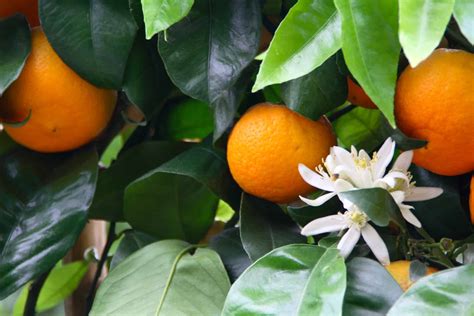 How to Protect an Orange Tree from Frost - Backyard Ace