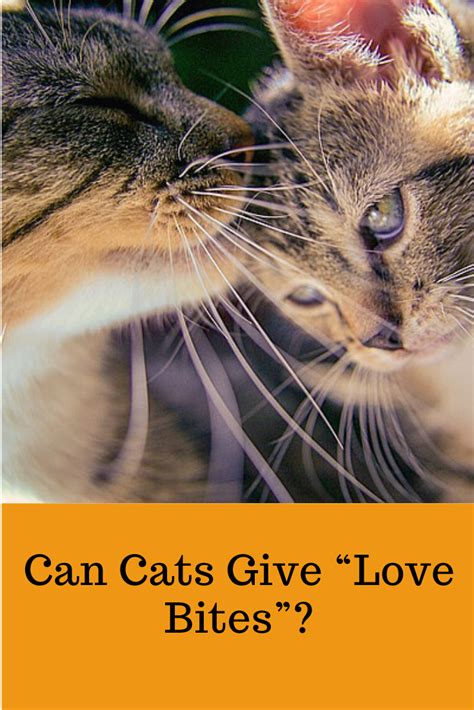 Can Cats Give Love Bites Cats Ts For Pet Lovers Cat Lover