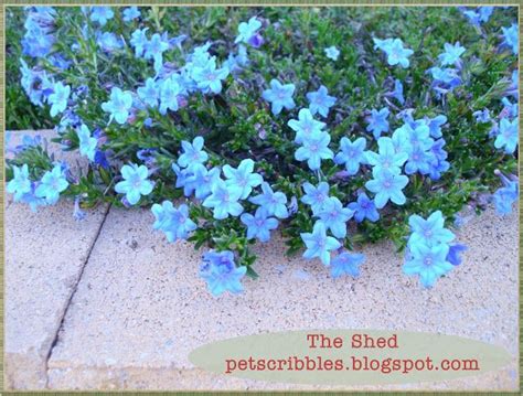 Lithodora Evergreen Perennial With Electric Blue Flowers