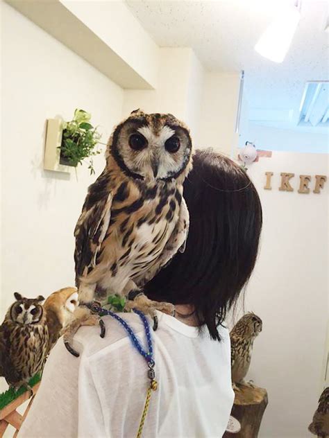 Take A Look Inside One Of Tokyos Owl Cafes Bored Panda