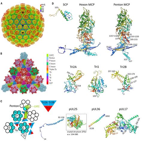Structure Of The Herpes Simplex Virus 1 Capsid With Associated Tegument