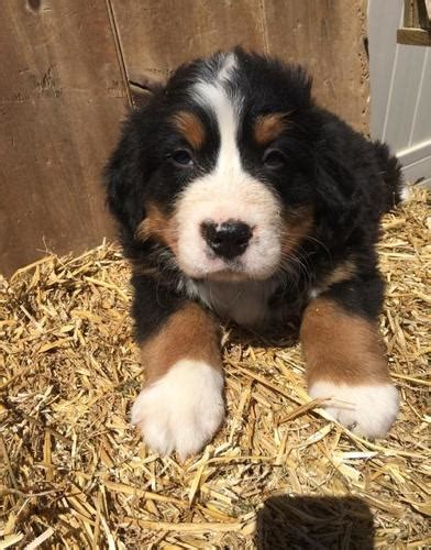 Bernese Mountain Dog Puppy For Sale Adoption Rescue For Sale In