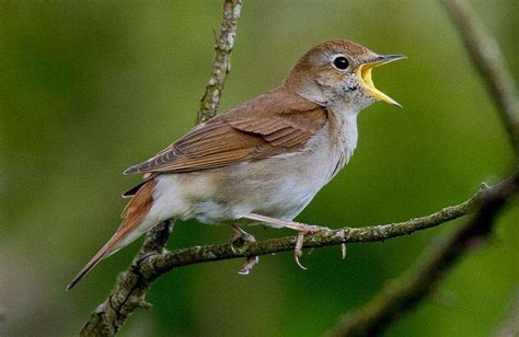 Kent National Nightingale Festival Events With The Rspb And Kent
