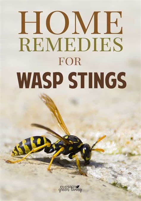 The Best Wasp Repellent Plants Five Spot Green Living In 2020 Wasp