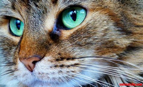 Turquoise Eyes Cute Cats Hq Pictures Of Cute Cats And Kittens Free