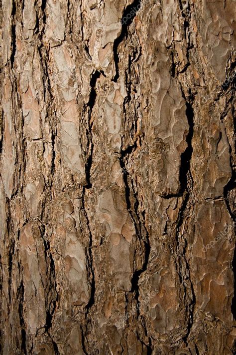 Tree Bark Texture Stock Photo By ©ajvdwolde 2385235