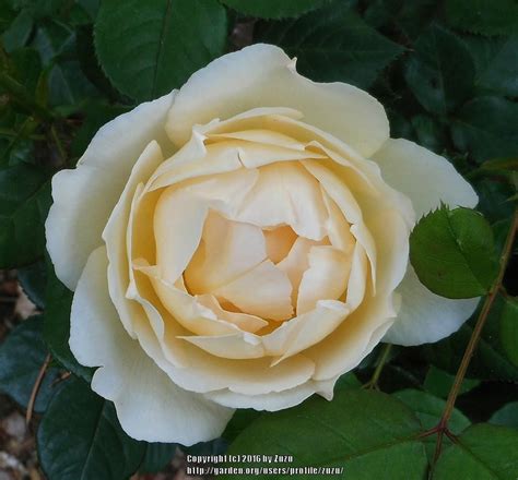Wollerton old hall in shropshire is a garden i visited about 6 or 7 years ago, it maybe even 8 years ago. Photo of the bloom of Rose (Rosa 'Wollerton Old Hall ...