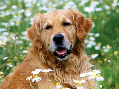 Golden Retriever Dog In Daisies Photo And Wallpaper Beautiful Golden