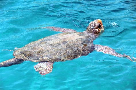 Sea Turtle Caretta Caretta Stock Image Image Of Animal 28400639