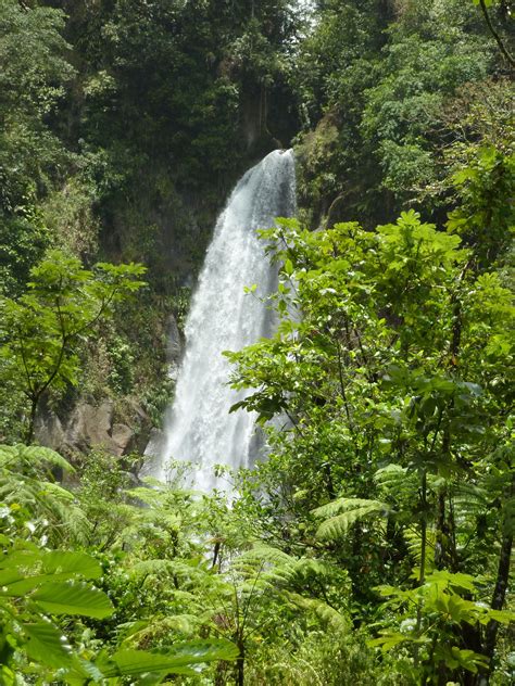 falls at dominica rainforest places waterfall