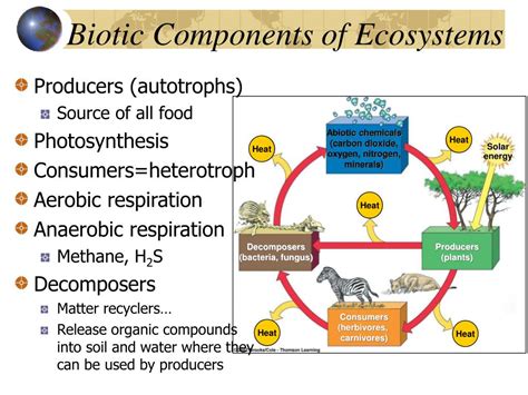 Ppt Ecosystems Components Energy Flow And Matter Cycling