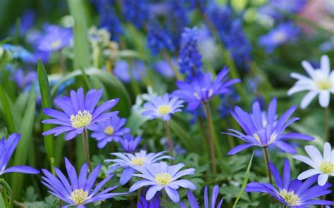 What Are Some Blue Flowering Bulb Plants Essential Garden Guide
