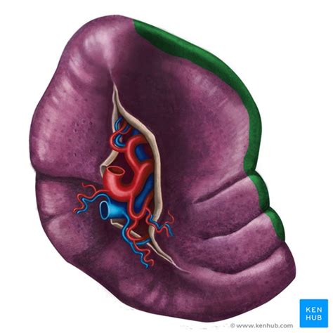 Anatomy 5 Abdomen 2 Spleen Liver Pancreas Small Intestine
