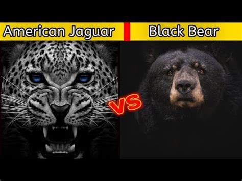 Jaguar vs Black bear || Who will win?? ||Jaguar and Black bear