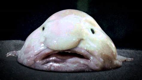 The blobfish is perhaps one of the most maligned oceanic creatures, ruthlessly teased for its appearance. the Blob Fish - Talking About Philosophy - YouTube