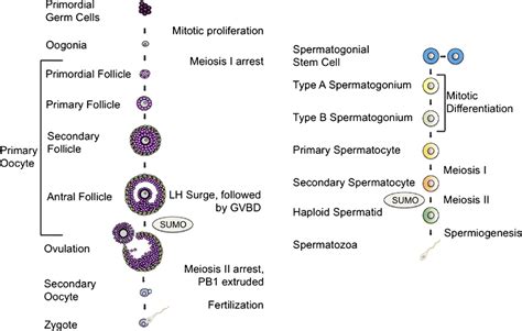 Oogenesis And Spermatogenesis Within The Ovary Primordial Germ Cells