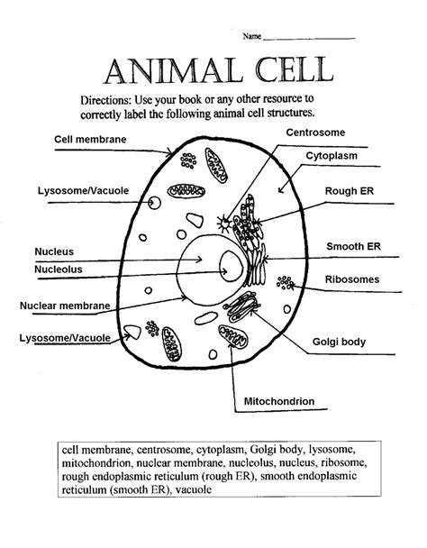 Easy diagram of animal cell. 16 Best Images of Blank Cells And Organelles Worksheet ...