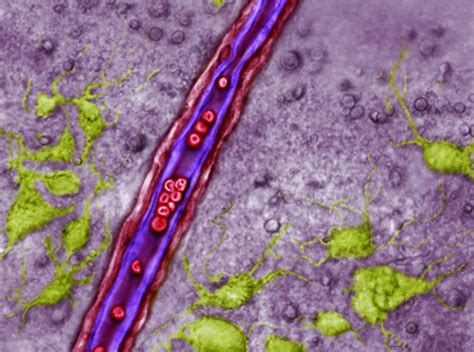 A Blood Vessel In The Retrotra Image Eurekalert Science News Releases