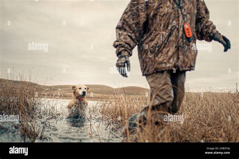 Duck Hunter And Dog Wading Through Pond Stock Photo Alamy