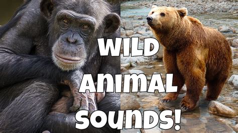 Wild Animal Sounds Learning Zoo Animal Sounds For Kids Youtube