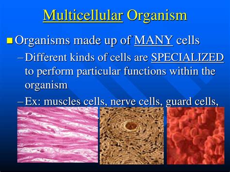 Ppt Cells Powerpoint Presentation Free Download Id2282464