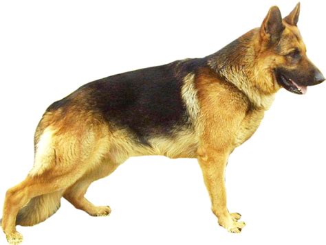 These dogs vary in size, temperament, and breeding. German Shepherd Puppies For Adoption | Dog Bazar