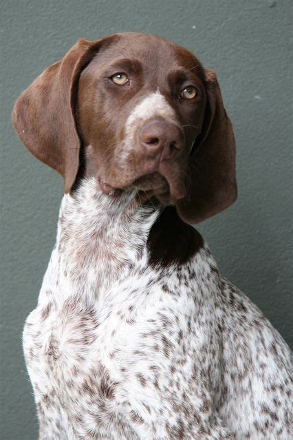 Pure bread german shorthaired pointer puppies. german shorthair pointers pics in colorado - Bing Images #germanshorthairedpointerli… | German ...
