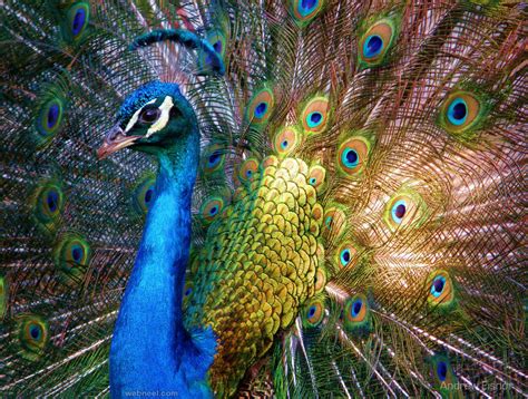 Beautiful Peacock Photo By Andrew Eisnor 1
