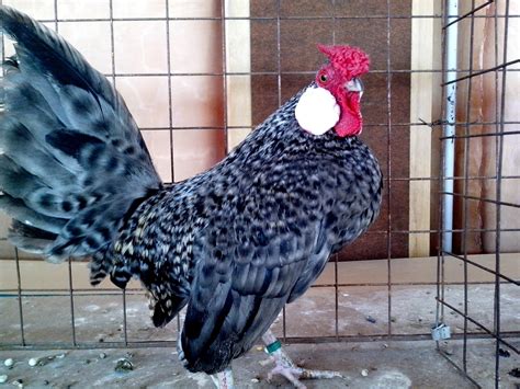 Free Picture Gray Rooster White Cheeks