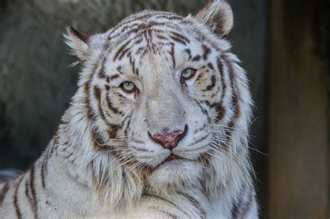White Tiger Tiger Wild Cat Predator Face Portrait Wallpapers Hd