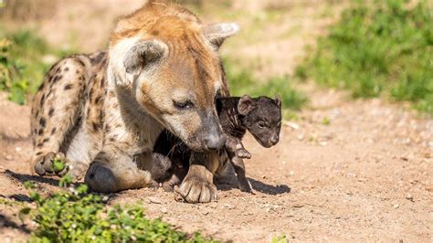 Adorable Newborn Spotted Hyena Cubs First Outing With Mum