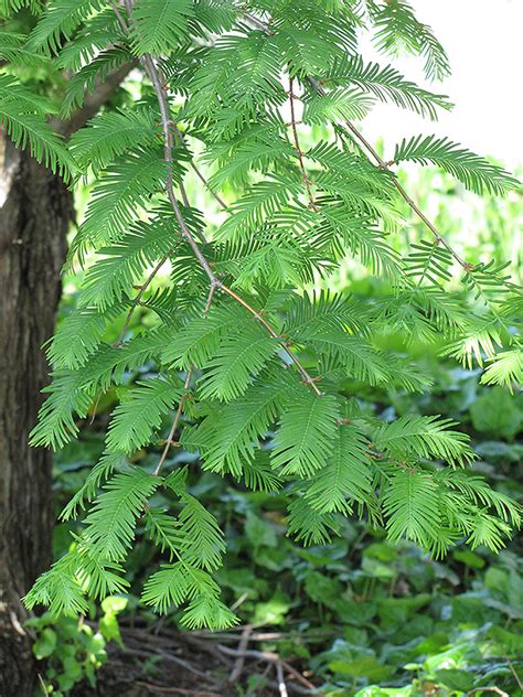 Dawn Redwood Metasequoia Glyptostroboides In Wilmette Chicago