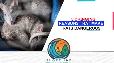 5 Cringing Reasons That Make Rats Dangerous Shoreline Environmental