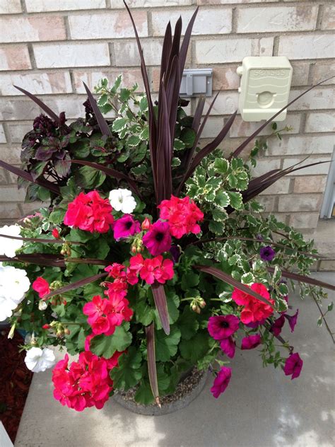 Beautiful Potted Plants I Bought At Costco Container Flowers Potted
