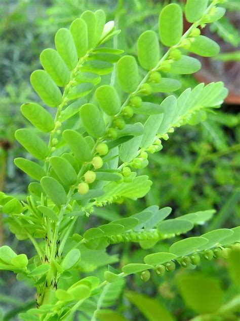 Phyllanthus Amarus Schumach And Thonn Plants Of The World Online