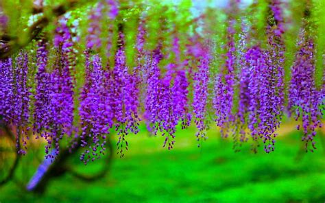 Wisteria Wallpapers Wallpaper Cave