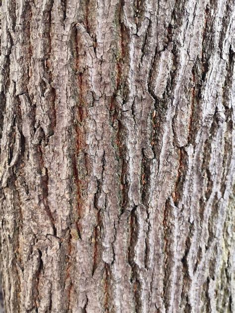 Tree Bark Texture And Wallpaper Dark Tree Bark Close Up Stock Image