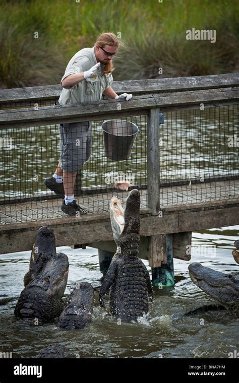 A Trainer Feeds American Alligators Alligator Mississipiensis At