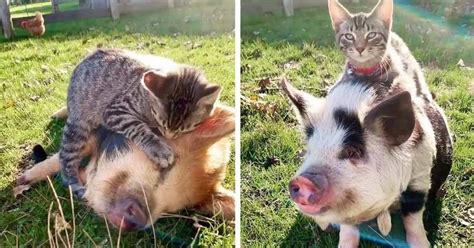 Adorable Cat Loves Giving His Pig Friends Massages And Cuddles