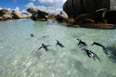 Top Three Places To Dive With Penguins