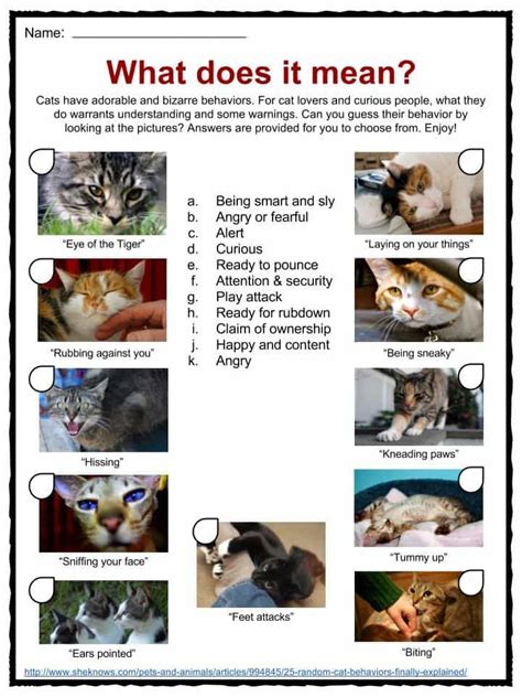 Cat Facts Worksheets And Information For Kids Cat Facts Mean Cat Cats