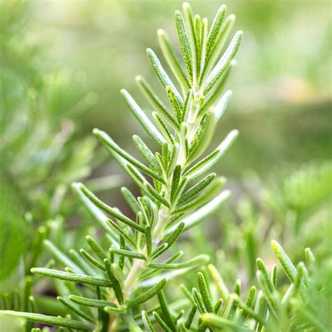 Creeping Rosemary Garden Plant Culinary Herb Free Uk Delivery