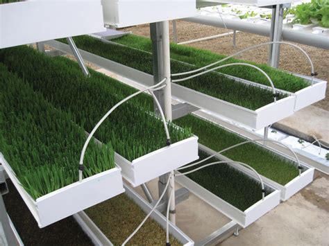 Wheatgrass Hydroponics Grow Container Barley Fodder Shelves System