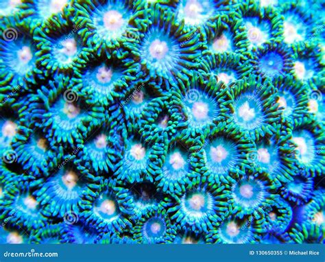 Green And Yellow Zoanthid Corals Stock Image Image Of Colony Tight