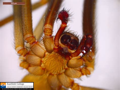 They are both hunters and hunted. Scanning Electron Microscope Blog: Face to Face with a ...