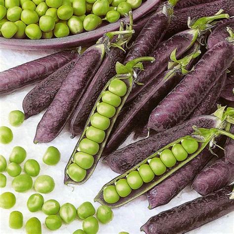 Pick them early for some jazzy snow peas (very showy in salads), or use the mature peas for tasty soup. PEA Purple Podded - Peas - Australian Seed