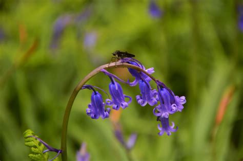 Bluebells hyacinth not to be missed. Bluebell forest Hallerbos near Brussels, Belgium