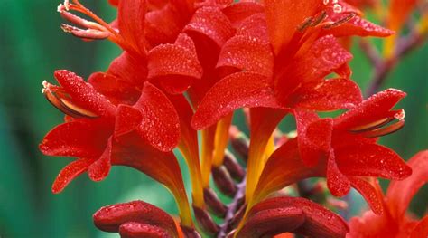 In cooler climates, they may not bloom the first year. Crocosmia 'Lucifer' | Bressingham Gardens